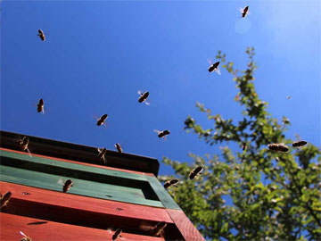 Bienen sammeln Honig